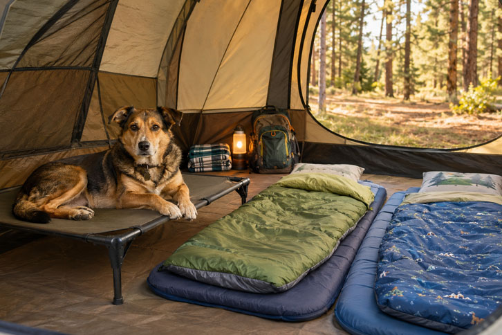 elevated dog cot for camping with kids - camping with dogs